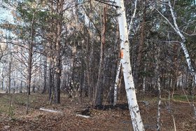 Роща Академгородка. Фото Ольги Фонарёвой, IRK.ru