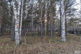 Роща в Академгородке. Фото Ольги Фонаревой, IRK.ru
