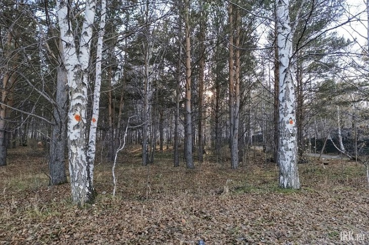 Роща в Академгородке. Фото Ольги Фонаревой, IRK.ru