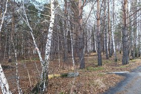 Роща. Фото Ольги Фонаревой, IRK.ru