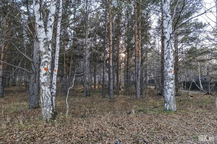 Отмеченные деревья. Фото Ольги Фонарёвой, IRK.ru