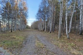 Роща Академгородка. Фото Ольги Фонарёвой, IRK.ru