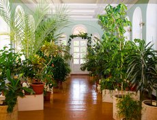 Вот так зимний сад выглядит сейчас. К сожалению, оригинальные растения не сохранились с тех времён.