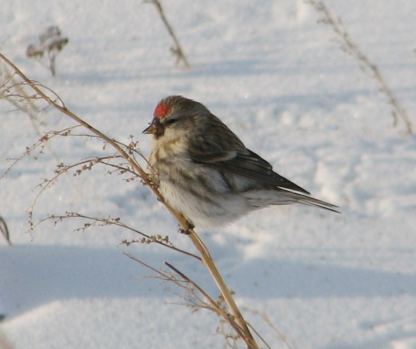 Фото Птиц Сибири Зимой