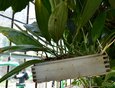 Сейчас в оранжерее произрастает около 200 взрослых деревьев и кустарников из тропиков и субтропиков.