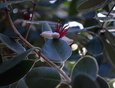Фейхоа — вид небольших деревьев рода Акка семейства миртовых.