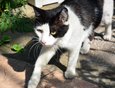 Котики вездесущи.