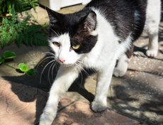 Котики вездесущи.