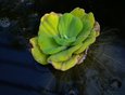 Есть тут и водные растения. Это пистия или водный салат.