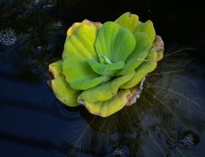 Есть тут и водные растения. Это пистия или водный салат.