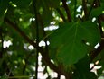 Фиговое дерево или инжир. Именно его листьями прикрывались Адам и Ева.