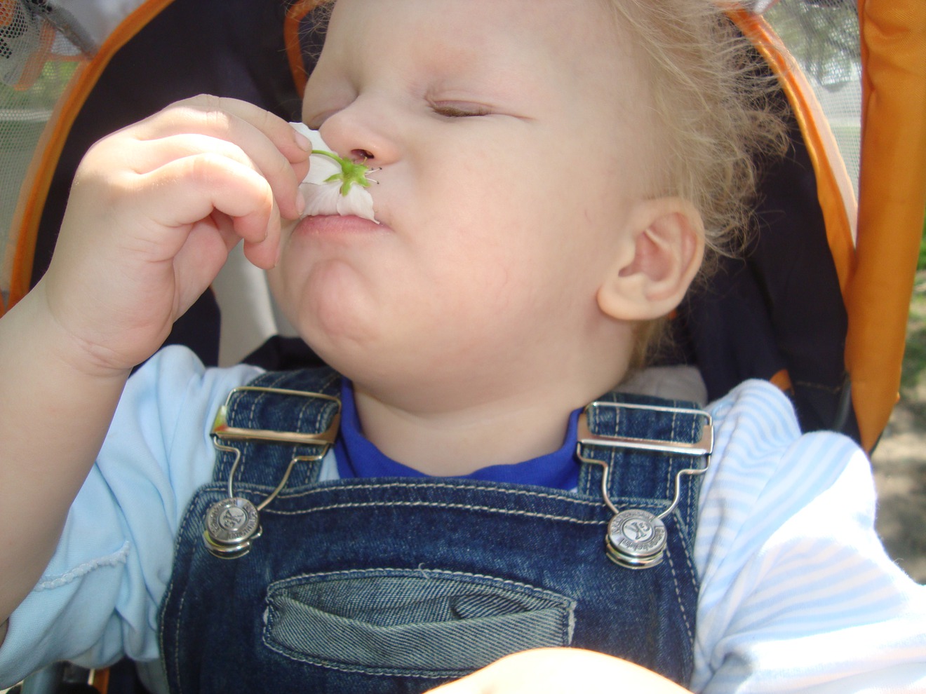 Монахов Денис, 1 год 8 месяцев. «Наконец пришло лето, у него божественный аромат!» Фото прислала Галина