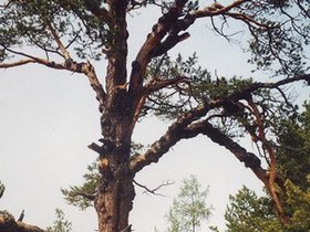 400-летняя сосна на острове Ольхон. Фото с сайта www.pribaikalsky.ru