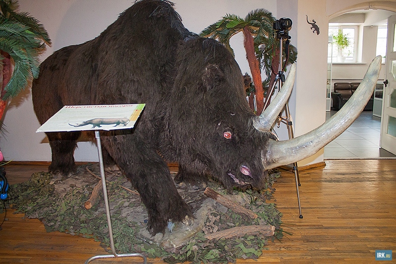 Шерстистый носорог — вымершее млекопитающее семейства носороговых отряда непарнокопытных