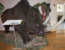 Шерстистый носорог — вымершее млекопитающее семейства носороговых отряда непарнокопытных