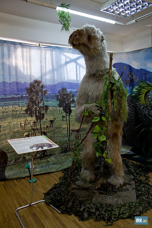 Мегатерий — вымерший род гигантских ленивцев, существовавший в плиоцене и плейстоцене от 2 миллионов до 8 тысяч лет назад на территории Южной и отчасти Северной Америки