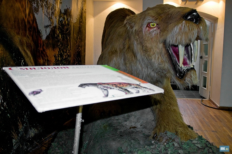 Смилодон — вымерший род саблезубых кошек, представители которого жили в Северной и Южной Америке