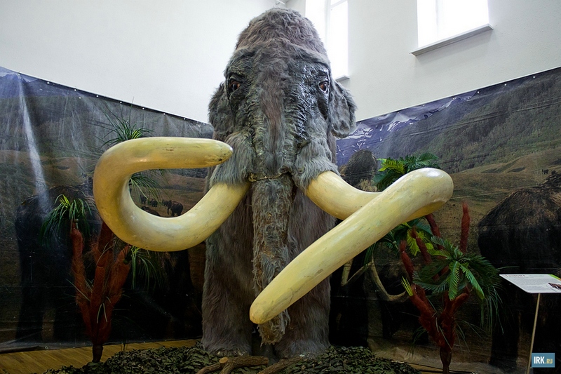 Мамонт — вымерший род млекопитающих семейства слоновых, живший в четвертичном периоде