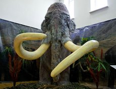 Мамонт — вымерший род млекопитающих семейства слоновых, живший в четвертичном периоде