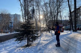Обработка деревьев. Фото пресс-службы администрации Иркутска