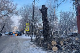 Валка деревьев в Иркутске. Фото пресс-службы администрации Иркутска
