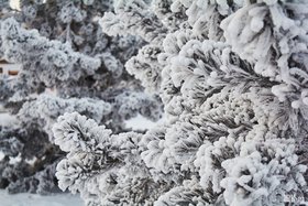 Деревья в снегу. Фото IRK.ru