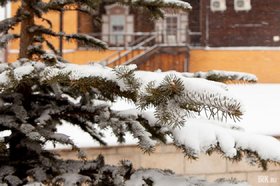 Снег на ветках. Фото IRK.ru
