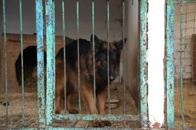Собака. Фото пресс-службы правительства Иркутской области