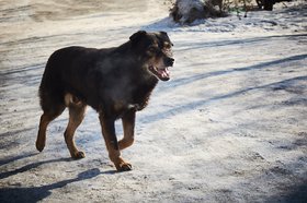 Собака. Фото из архива IRK.ru