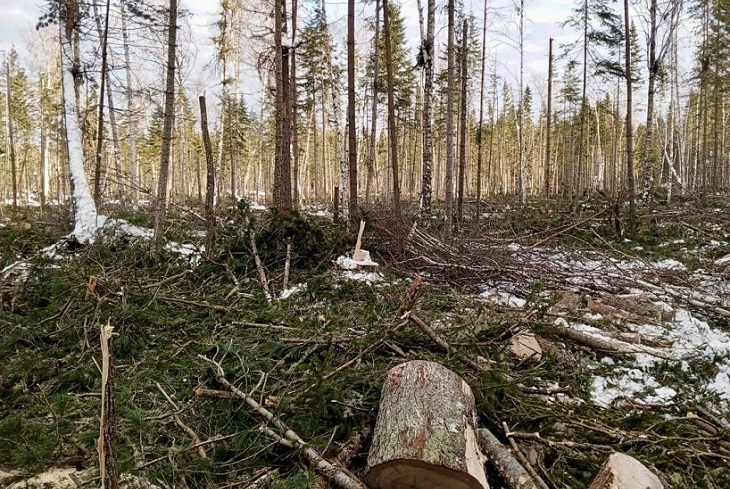 Вырубленный лес. Фото пресс-службы прокуратуры Иркутской области