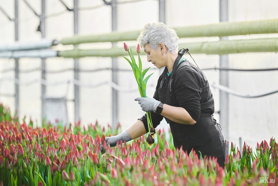 Сейчас «Горзеленхоз» полностью перешёл на технологию выгонки тюльпанов методом гидропоники.