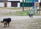 Бродячая собака. Фото: Маргарита Романова, IRK.ru