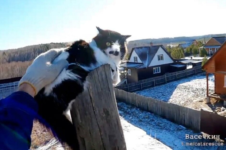 Спасенных котиков Вова Васечкин снимает на видео с помощью GoPro