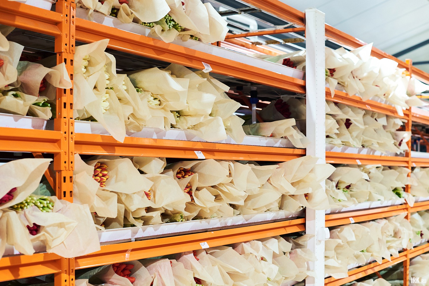 Сейчас срезано уже более 700 тысяч тюльпанов. Большую часть из них отправят на продажу в крупную сеть супермаркетов, остальные будут реализованы самим предприятием.