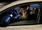Собака в провалившемся автомобиле. Фото из телеграм-канала Байкальского поисково-спасательного отряда