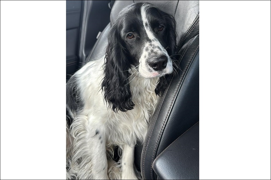 Спасенная собака