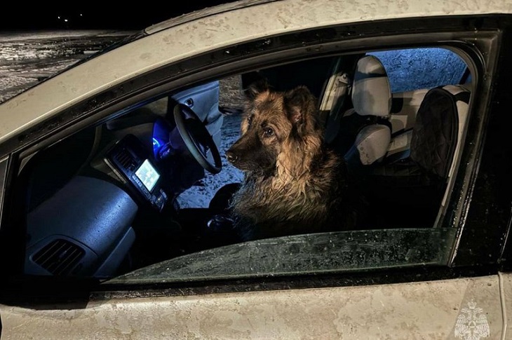 Собака в провалившемся автомобиле. Фото из телеграм-канала Байкальского поисково-спасательного отряда