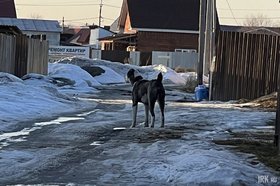 Напавший на мальчика алабай. Фото IRK.ru предоставили родители пострадавшего мальчика