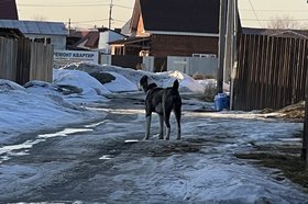 Напавший на мальчика алабай. Фото IRK.ru предоставили родители пострадавшего мальчика