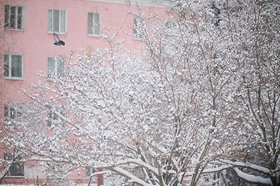 Снег на ветках дерева. Фото: Маргарита Романова, IRK.ru