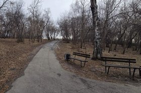 Роща в Правобережном округе. Фото из телеграм-канала депутата Алексея Распутина