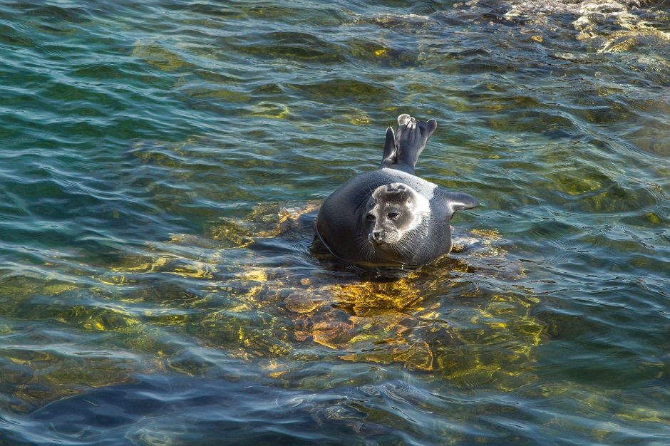 Фото предоставлено пресс-службой Фонда «Озеро Байкал»