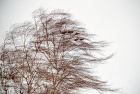 Дерево. Фото ГУ МЧС России по Иркутской области
