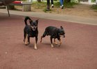 Собаки. Фото Маргариты Романовой, IRK.ru