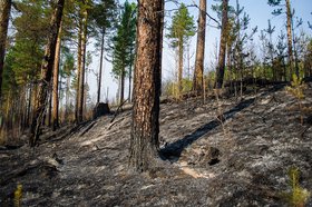Лес. Фото Ильи Татарникова из архива IRK.ru