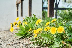 Одуванчики в Иркутске. Фото Маргариты Романовой, IRK.ru