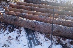 Срубленные деревья. Фото пресс-службы прокуратуры Иркутской области