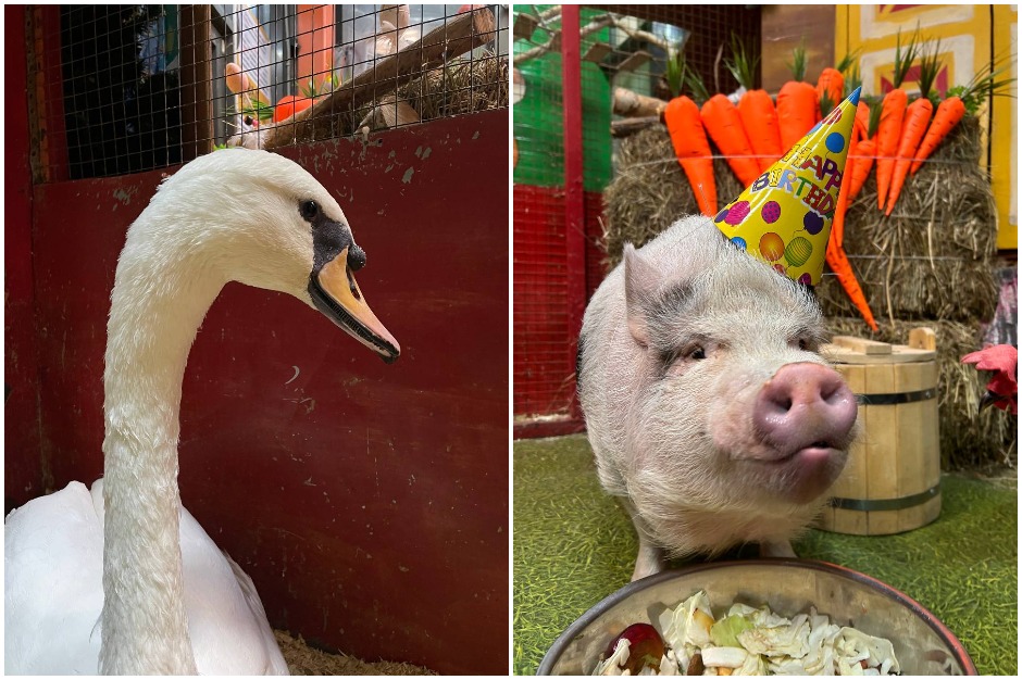 Питомцы «Сибирского зоопарка». Фото предоставлено зоопарком