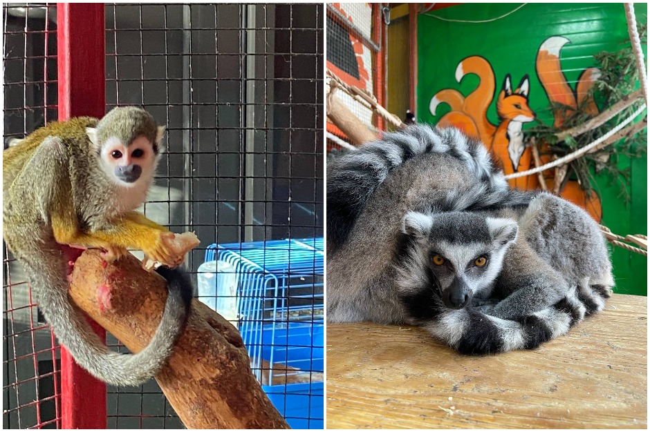 Питомцы «Сибирского зоопарка». Фото предоставлено зоопарком
