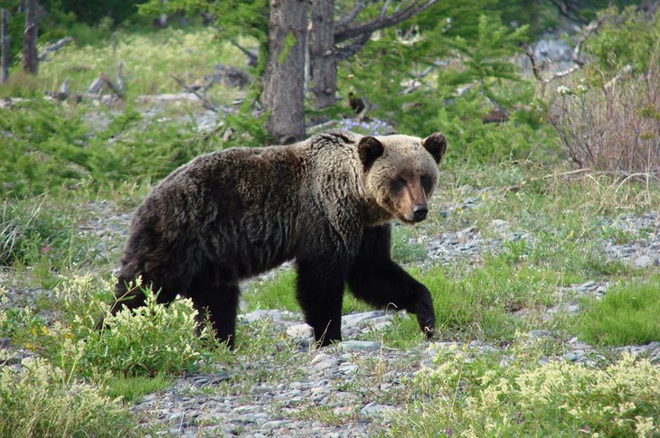 Медведь. Фото из архива «Заповедного Прибайкалья»